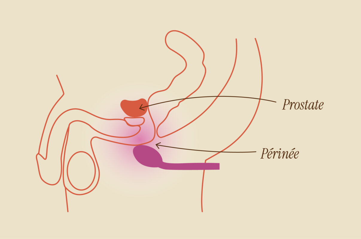 Schéma des organes génitaux dits masculins